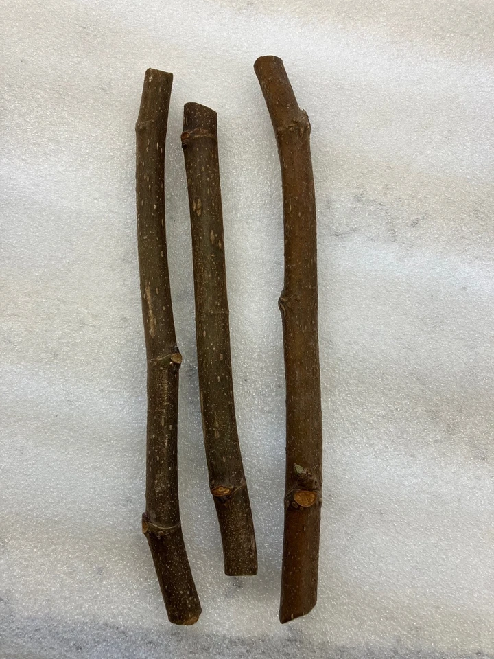 Chicago Hardy Fig Tree Cuttings Set of 3, Fresh Fig Scionwood for Rooting and Propagation Cold Hardy Variety