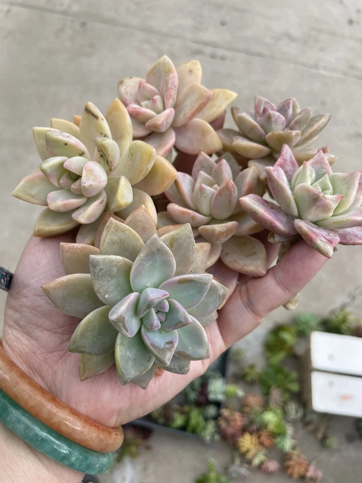 Graptopetalum paraguayense – 20 Pink Ghost Plant Cuttings or Bare-Root Starts, 2–4in+ Live Succulent Stems
