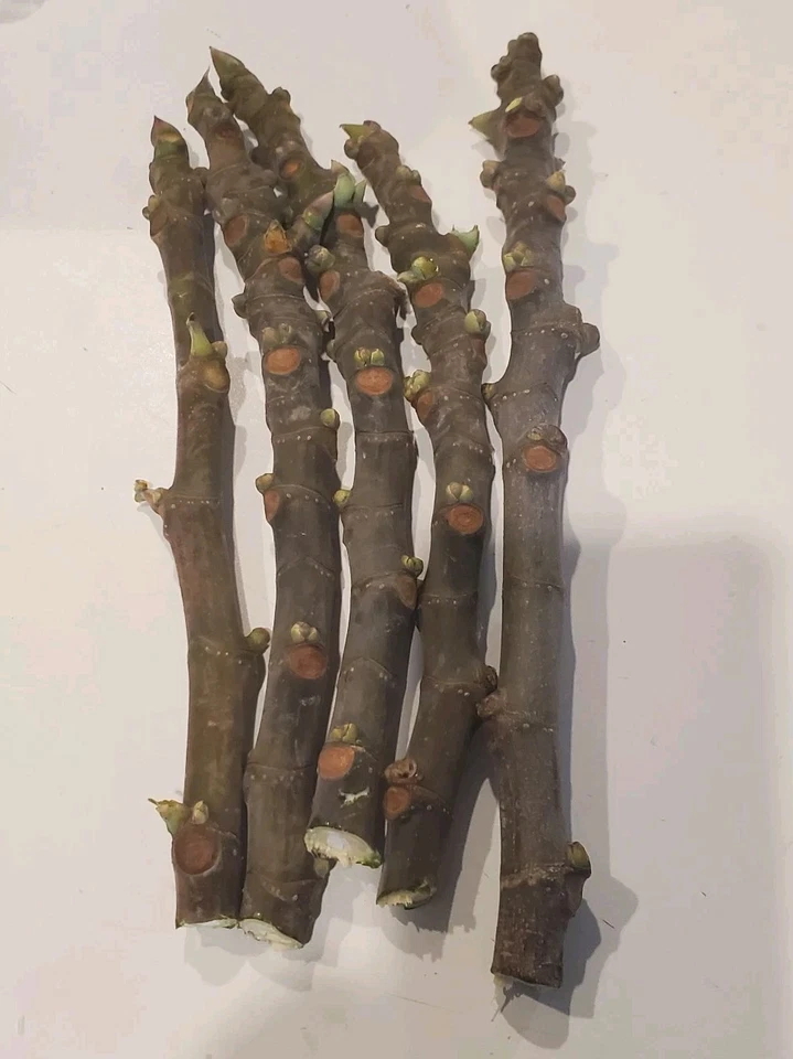 Fig Tree Cuttings 5 Pieces Unrooted 8 Inch Plus Ficus Carica for Rooting or Grafting