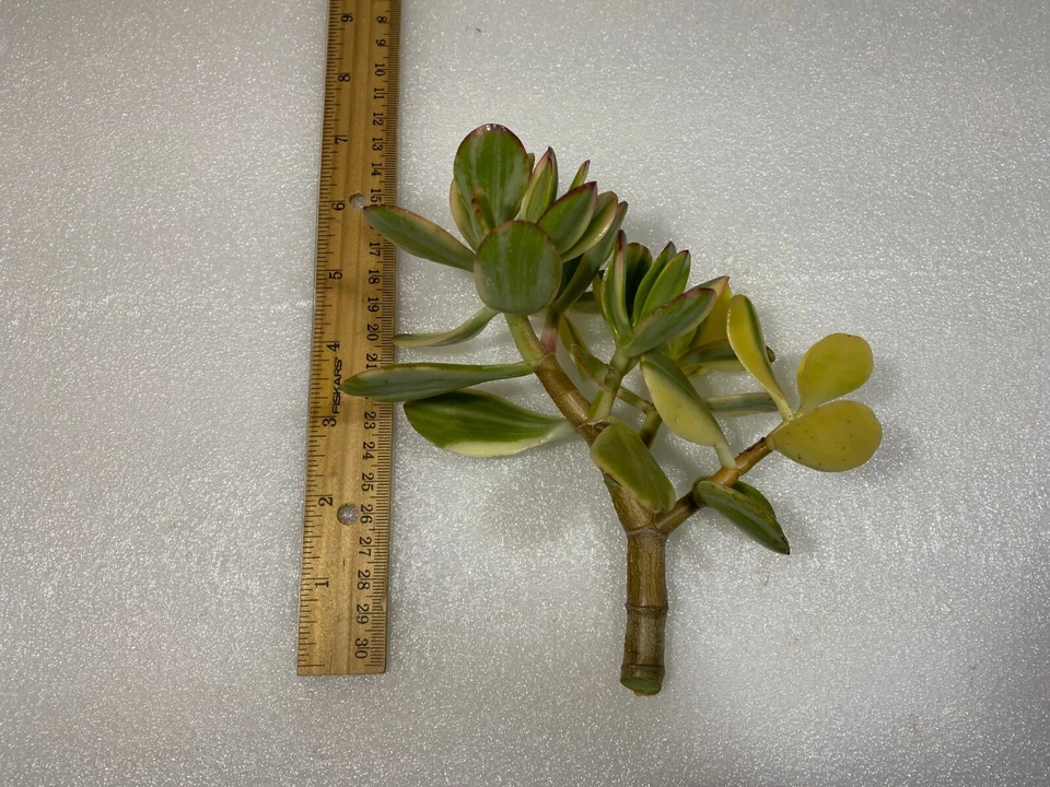 Lemon Lime Jade Variegated Succulent Cutting 4 Inch Crassula Ovata Unrooted for Propagation