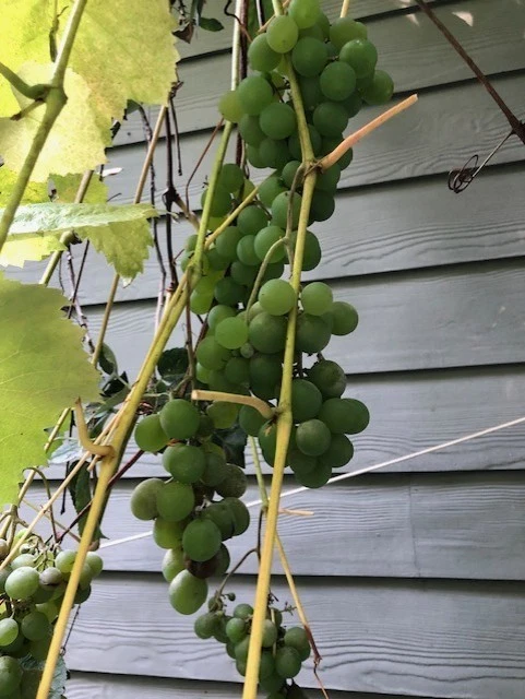 Grape Cuttings – 25 Assorted Vitis Cuttings from Different Varieties – Unrooted Hardwood Cuttings