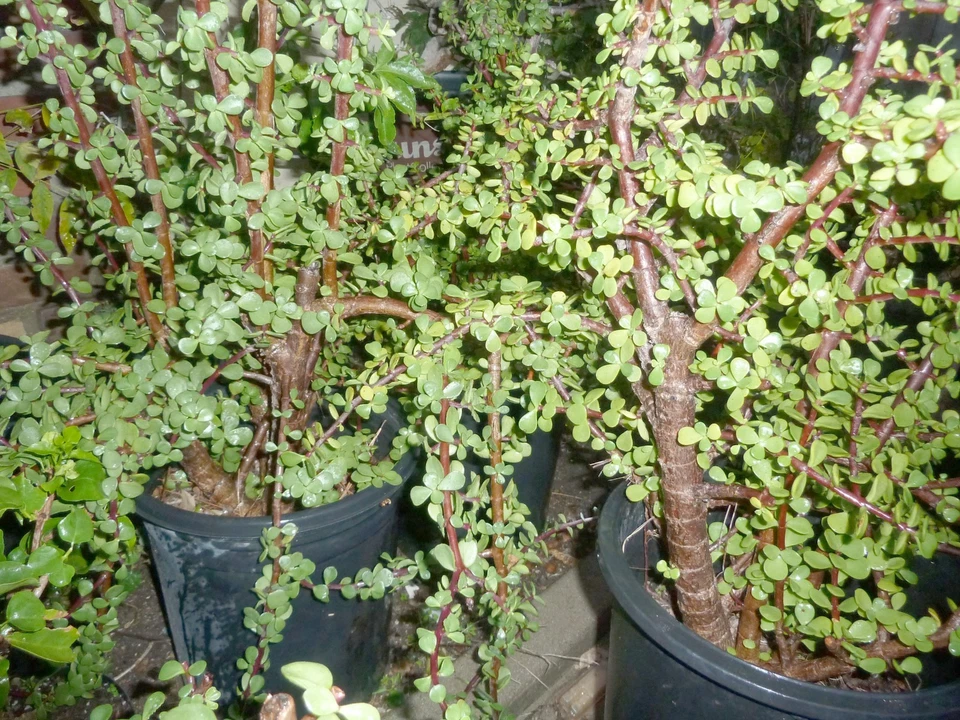 Jade Bonsai Cuttings – 5 Portulacaria afra Cuttings with Cork Bark, Elephant Bush Succulent for Propagation