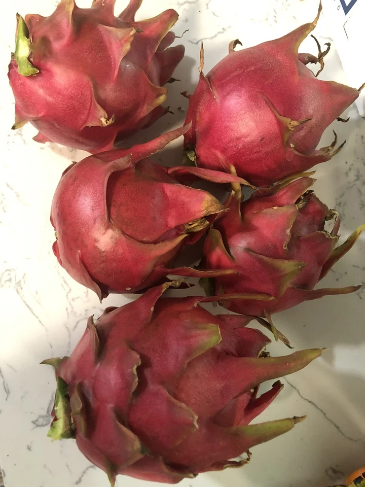 Red Dragon Fruit Cuttings – 5 Live Pitaya Cuttings with 1 Rooted Plant, Tropical Cactus for Planting