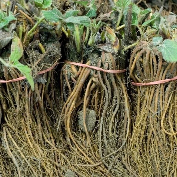 Fort Laramie Everbearing Strawberry Bare Roots – 5 Live Plants, Cold Hardy Strawberry Variety for Planting