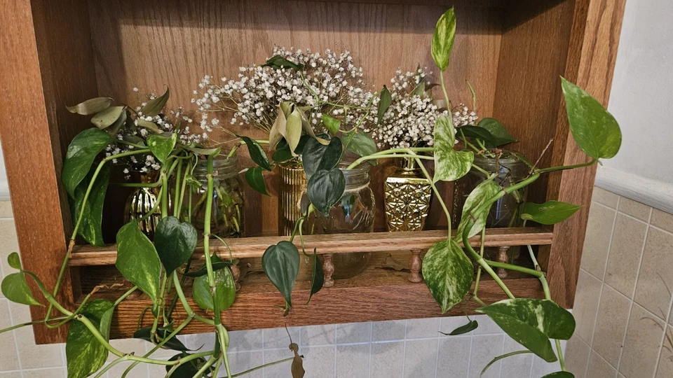 Pothos Plant Cuttings – Live Epipremnum aureum Cuttings, Green Trailing Houseplant for Indoor Growing