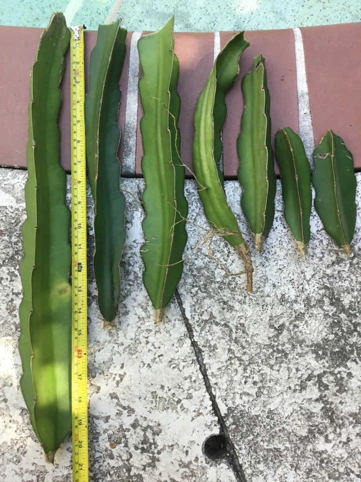 Dragon Fruit Cuttings – 2 Fresh Vietnam Variety 8–12 Inch Cuttings + Bonus 4 Inch Extra Cutting