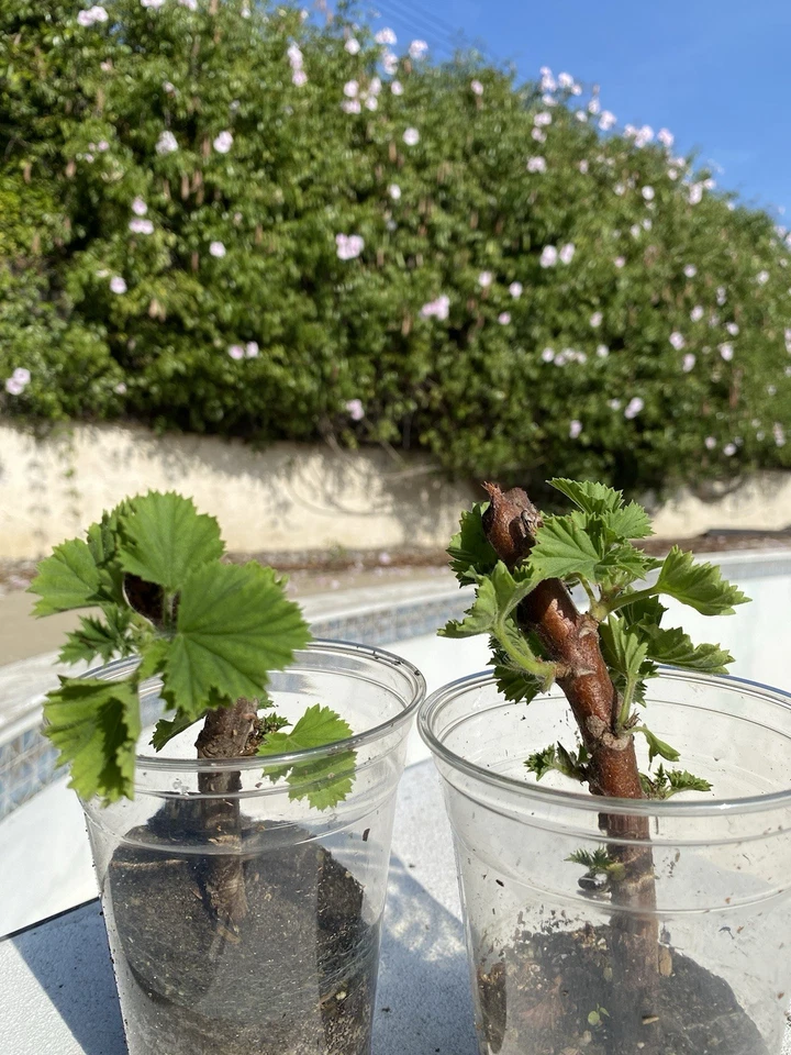 Double Red Orange Geranium Plants – 2 Rooted Pelargonium Starts with Healthy Growth