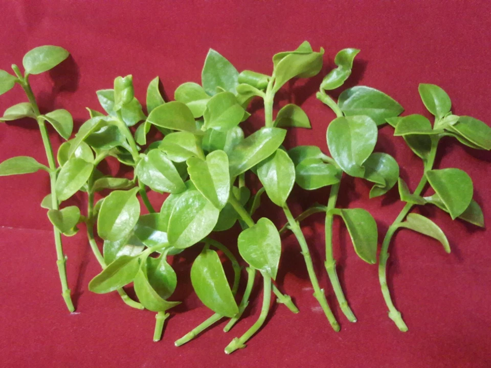 Sun Rose Red Apple Cuttings, 10 Aptenia cordifolia Cuttings 4–6 Inch for Rooting