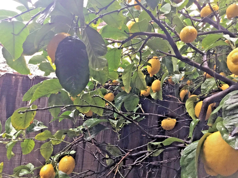 Meyer Lemon Scion Cuttings Citrus Meyeri 4 Cuttings 4–6 Inch For Rooting And Grafting