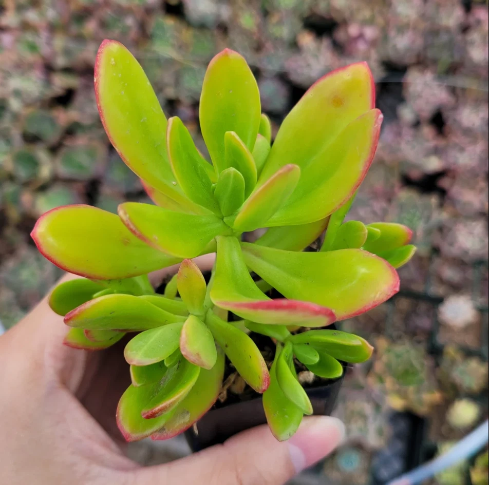 Sedum praealtum Succulent Live Plant – 2 Inch Potted Green Apple Sedum for Indoor Outdoor Growing