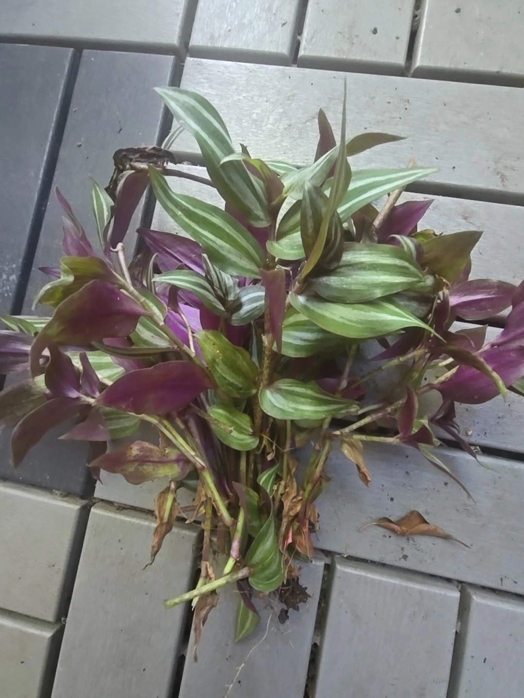Tradescantia Zebrina Cuttings – 10 Fresh Unrooted Wandering Jew Plant Cuttings for Propagation