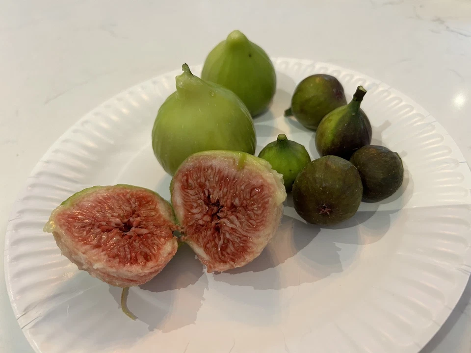 Sicilian White Fig Tree Cuttings – Ficus carica Fresh Unrooted Cuttings from Mature Mother Tree