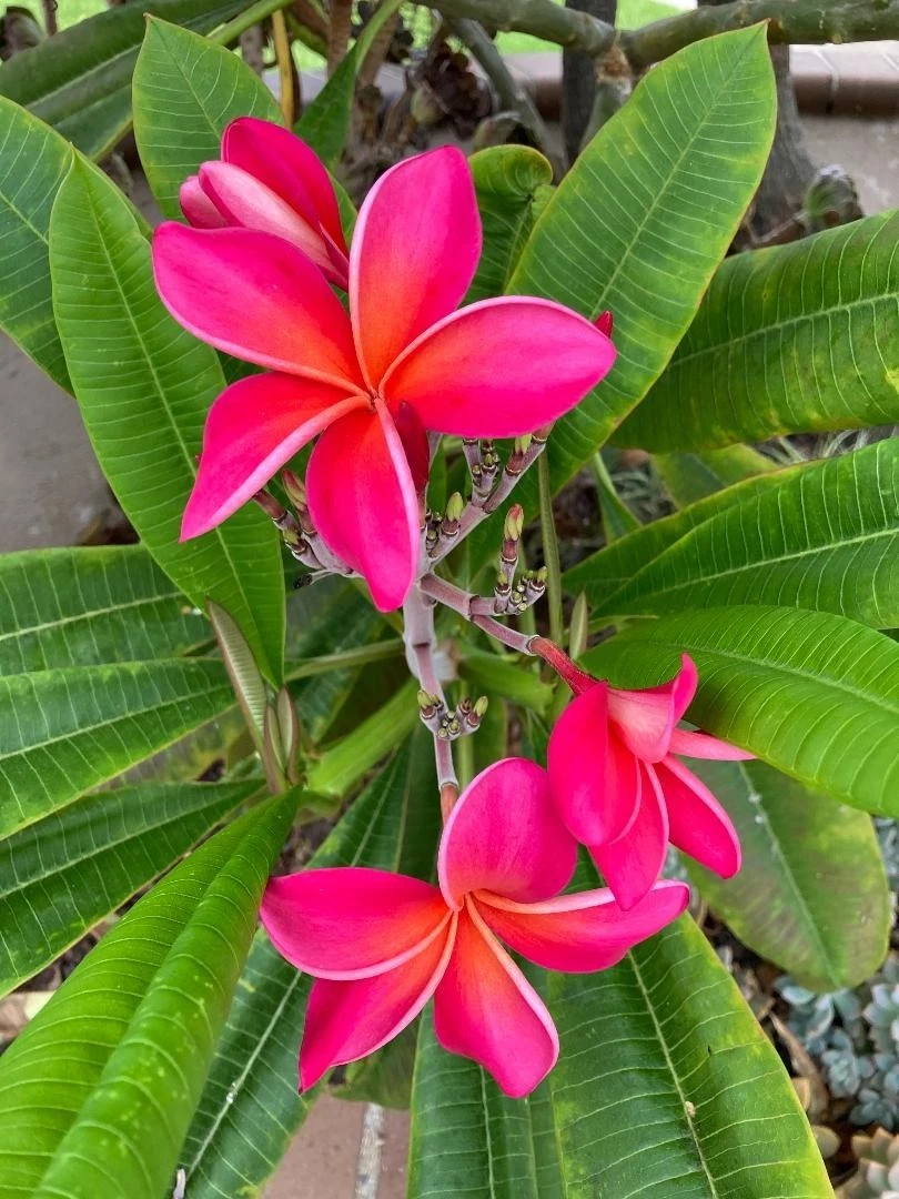 Kaneohe Sunburst Plumeria Cutting – 8–11 Inch Fresh Cutting for Rooting – 1 Plumeria Starter Stem