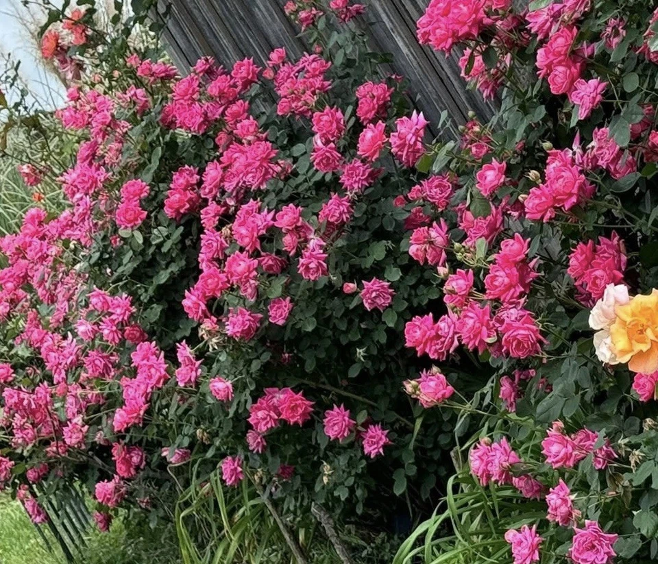 Double Knock Out Rose Cuttings for Planting – 5 Fresh Pink Rose Cuttings, Rosa Shrub Starts (Unrooted)