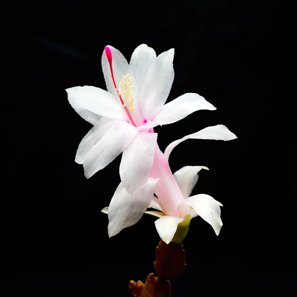 White Thanksgiving Cactus Cuttings – 4 Unrooted Schlumbergera truncata Segments for Indoor Houseplant Propagation