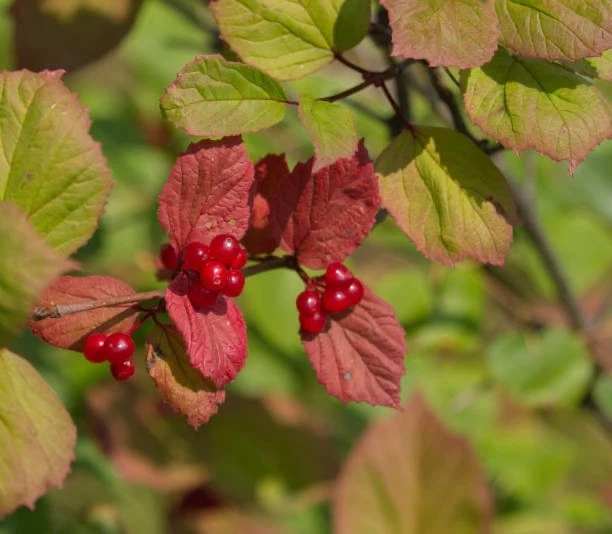 Highbush Cranberry Cuttings – 5 Unrooted Viburnum trilobum 8 Inch Cuttings for Propagation, Outdoor Shrub