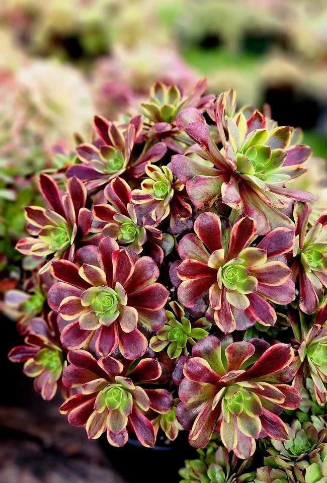 Aeonium Superbang Succulent Cutting – 3 Inch Live Aeonium Cutting, Variegated Rosette Succulent for Planting