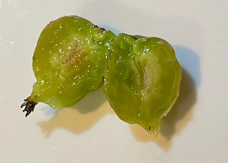 Hardy Arctic Kiwi Cuttings – 6 Unrooted Actinidia Arguta ‘Anna’ Female Vine Cuttings for Fruit Vine Propagation