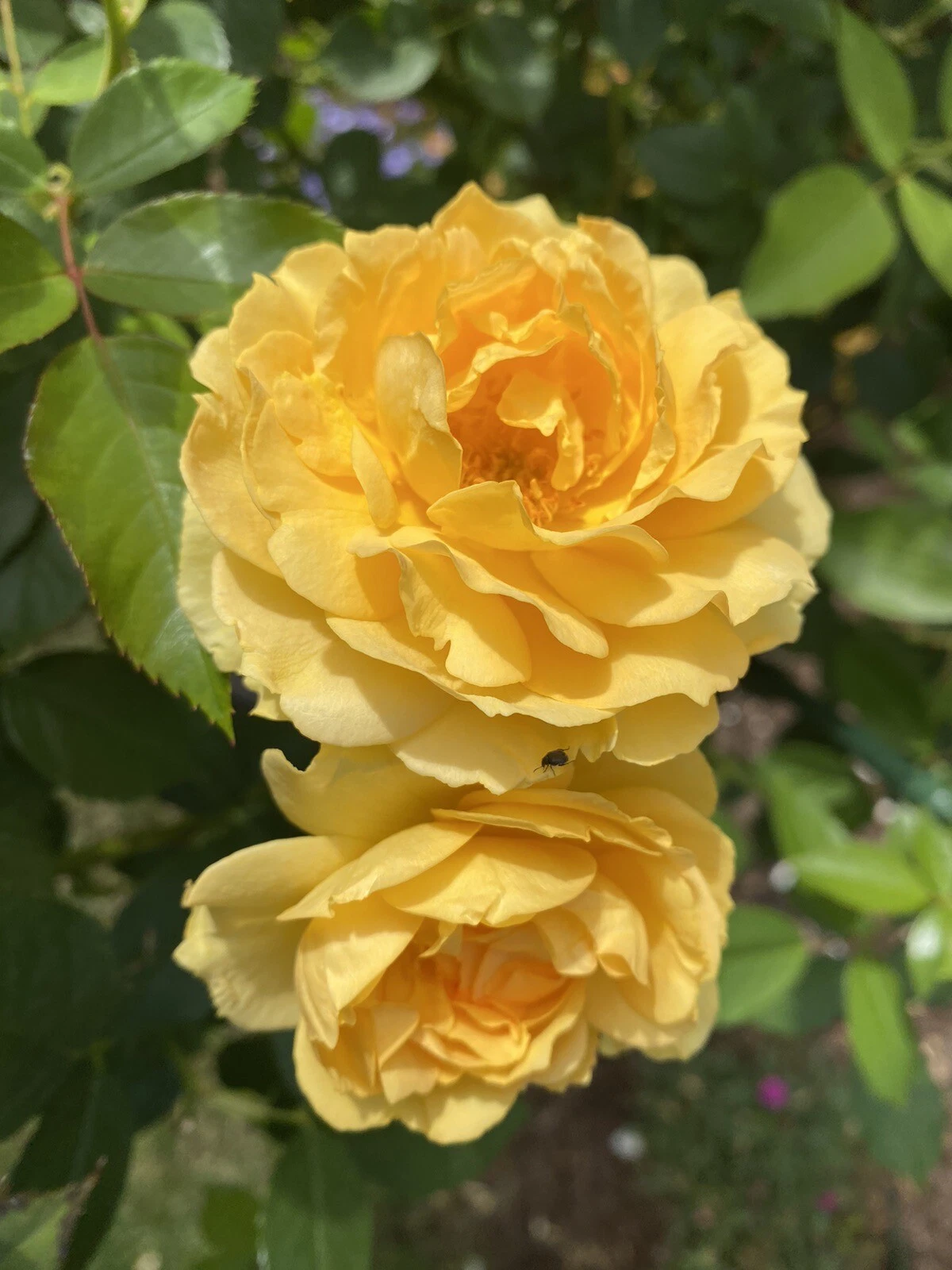 Julia Child Rose Cuttings – 3 Unrooted 5–8" Stems, Floribunda Rose Starter Wood for Rooting, Live Fresh Plant Material