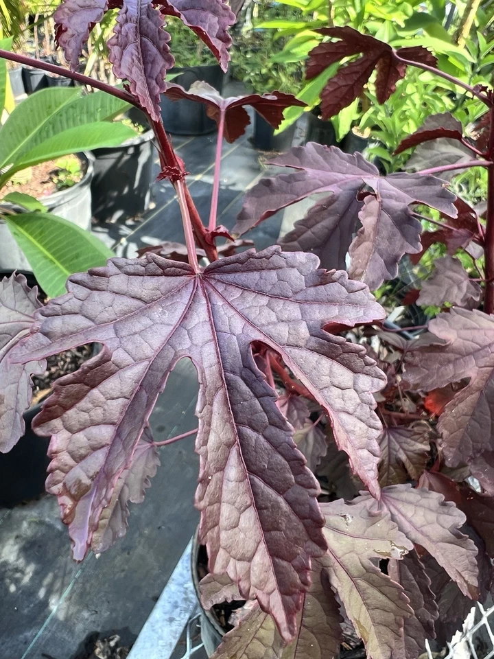 Cranberry Hibiscus Live Plant Cuttings – Hibiscus acetosella Cuttings for Planting, Ornamental and Culinary Garden Plant