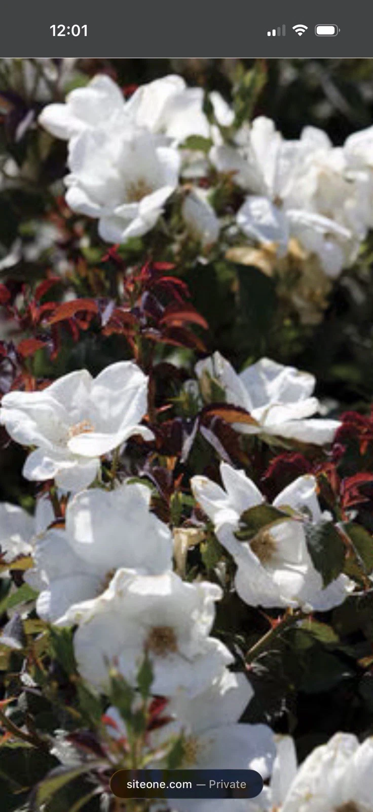 White Knock Out Rose Cuttings Rosa Shrub 3 Unrooted Cuttings 6–8 Inch