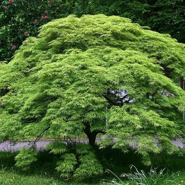 Green Japanese Maple Cuttings – 3 Fresh Acer palmatum Stems for Rooting or Grafting, Rare Starter Tree Material