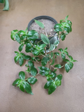 Tradescantia Zebrina Flocculosa Cuttings Indoor Trailing Houseplant Unrooted Purple Green Plant Starter