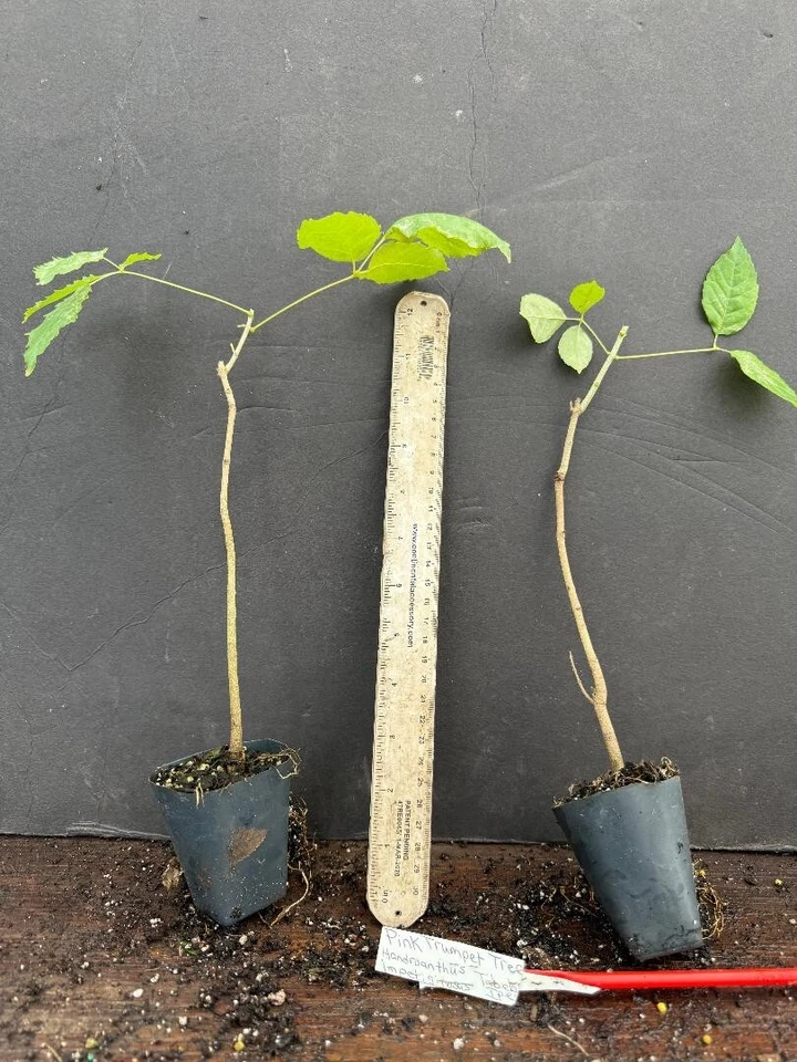 Pink Tabebuia Trumpet Tree Starter Plant – 12–18 Inch Rooted Plant, Tabebuia heterophylla Ornamental Tree