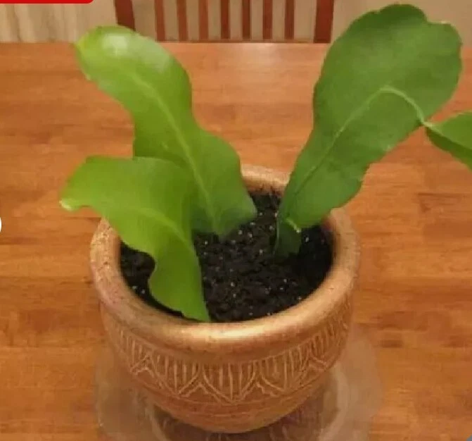 Epiphyllum Oxypetalum Orchid Cactus Cuttings – 4 Unrooted Pieces – 6 Inch Queen of the Night