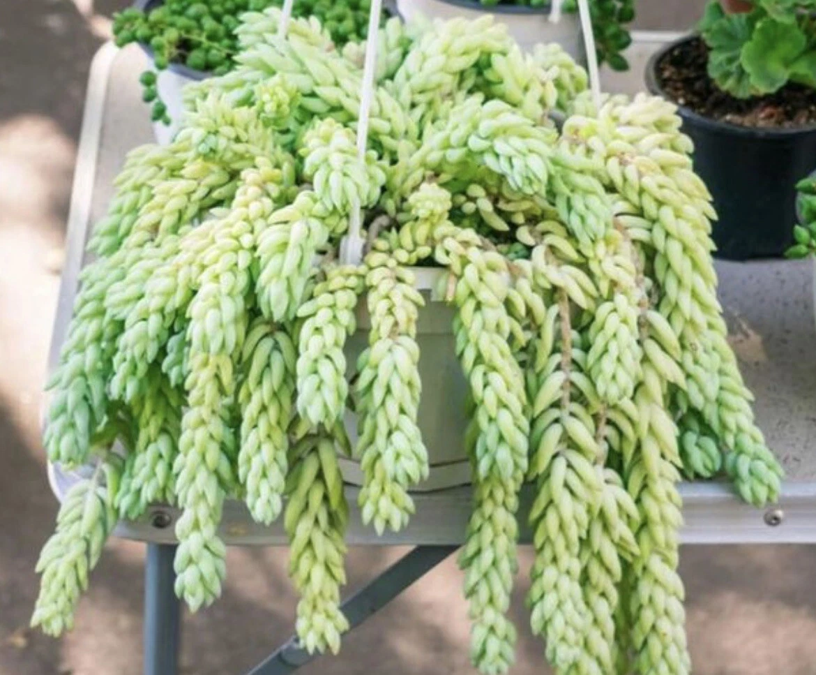 Burro’s Tail Succulent Cutting Sedum Morganianum Live Plant for Propagation
