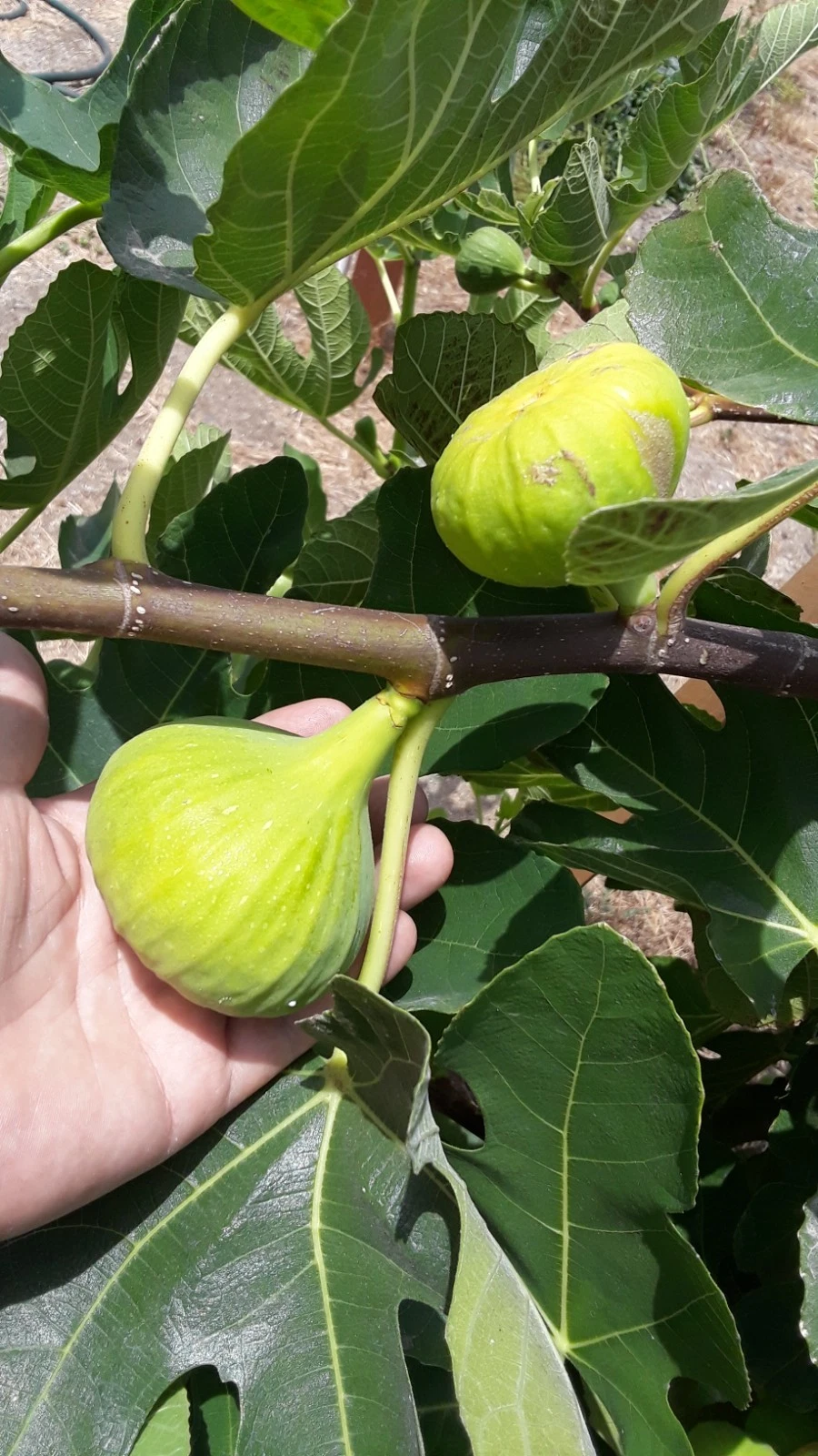 LSU Gold Giant Fig Cuttings for Planting – 3 Fresh Ficus Carica Stems, Fruit Fig Variety