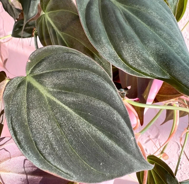 Philodendron micans Cutting for Planting – Unrooted Velvet Leaf Philodendron Cutting for Propagation