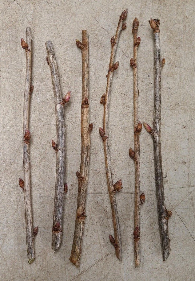 Black Currant Cuttings – 8 Fresh Ribes Nigrum Cuttings 8–10 Inches Long for Propagation and Rooting