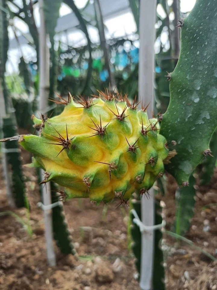 Yellow Dragon Fruit Palora Cutting – 1 Live Pitaya Cutting 8–12 Inch for Planting, Selenicereus Megalanthus