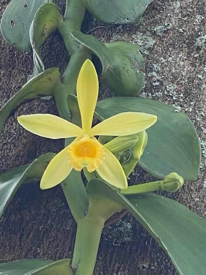 Variegated Vanilla Planifolia Orchid Cutting 12 Inch Live Unrooted Vine