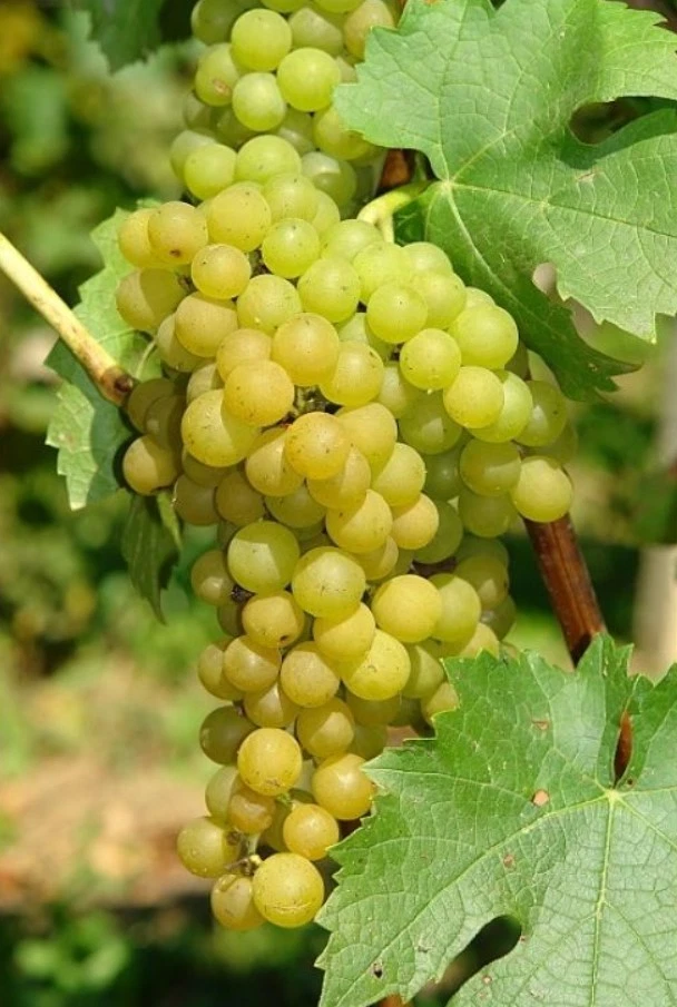 Elvira Grape Live Plant – Rooted Cutting 6–10 Inches Tall for Planting
