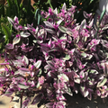 Tradescantia Nanouk Cuttings Set of 7 Live Pink Purple Houseplant Starters
