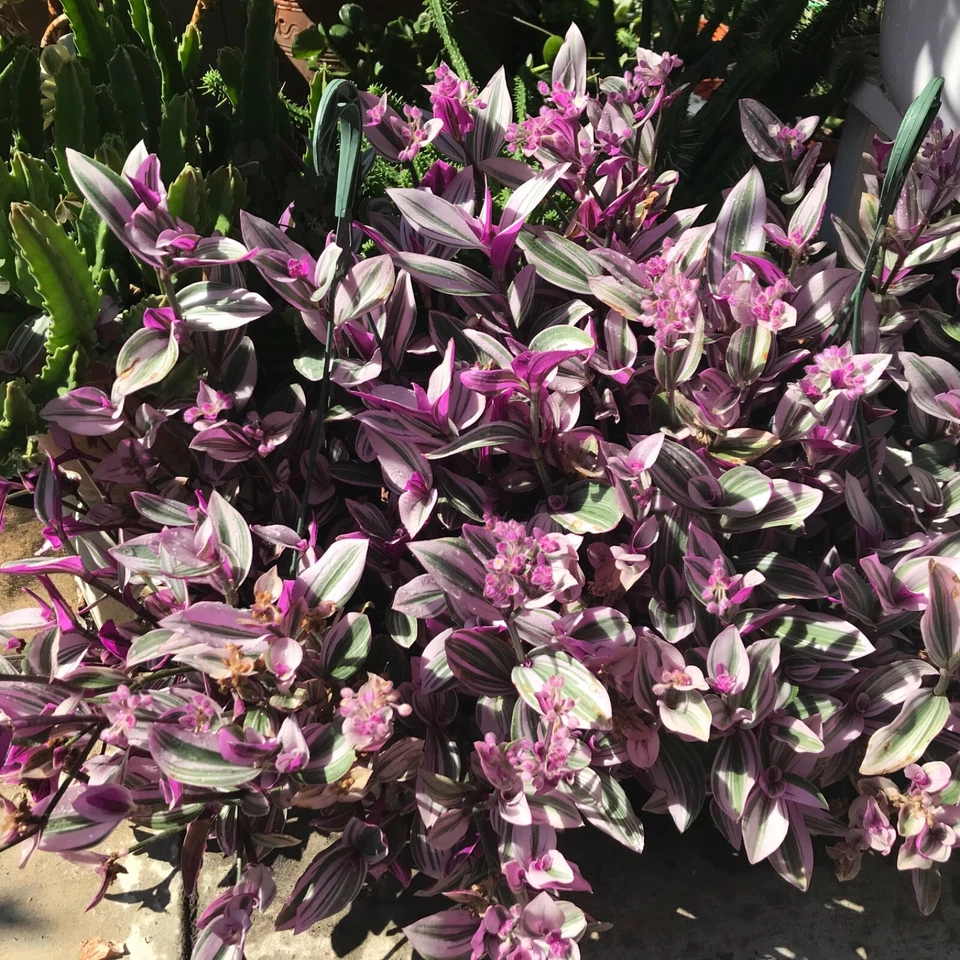 Tradescantia Nanouk Cuttings Set of 7 Live Pink Purple Houseplant Starters