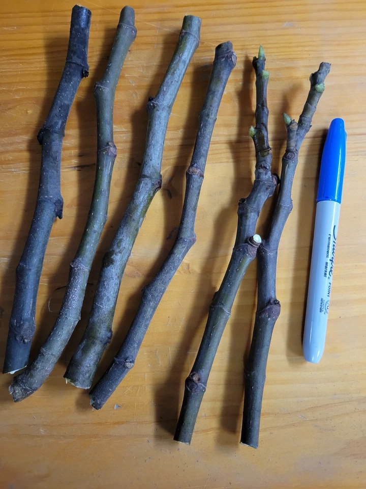 Celeste Fig Tree Cuttings – Ficus carica, 6 Unrooted Fig Cuttings for Propagation