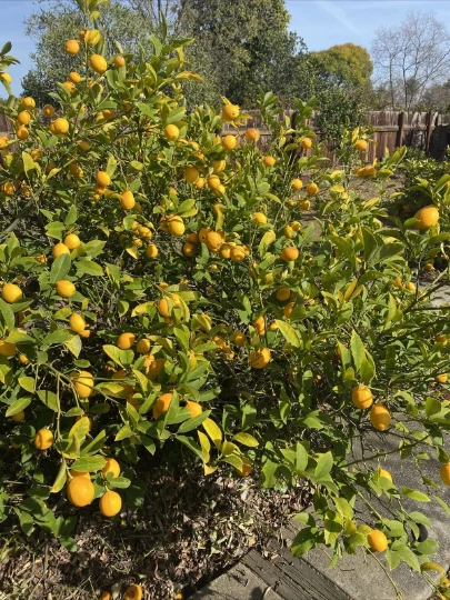 Meyer Lemon Cuttings – 6 Unrooted Citrus × meyeri Cuttings for Propagation and Planting