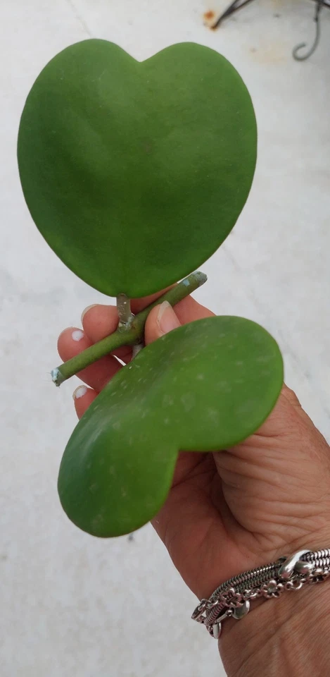 Hoya Kerrii Heart Shaped Vine Cutting for Planting – 2 Leaves with 1 Node, Unrooted Hoya Plant