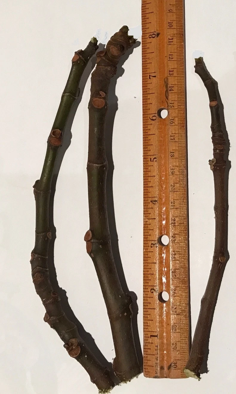 Black Jack Fig Tree Cuttings Live, 3 Unrooted Semi Dwarf Fig Cuttings for Propagation
