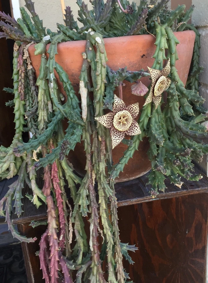 Orbea variegata “Starfish” – 3 Live 3–4” Succulent Cuttings, Easy-Rooting Stapeliad for Pots, Rock Gardens & Rare Plant Collections