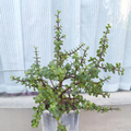 Elephant Bush Dwarf Jade Cuttings – 12 Portulacaria Afra Fresh Succulent Stems 10 Inch for Propagation