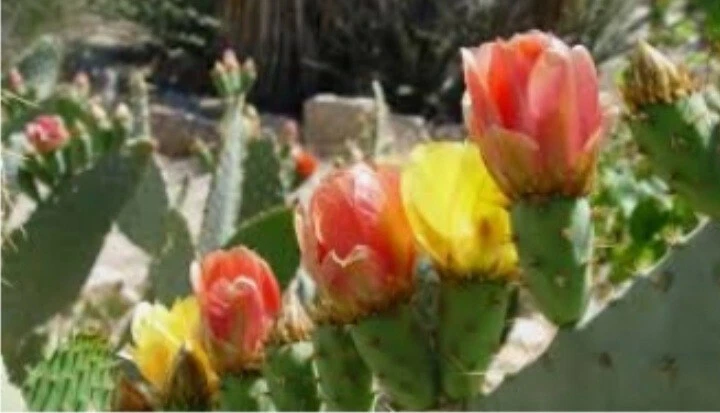 Prickly Pear Cactus Plant – Live Opuntia Starter with Orange-Pink-Yellow Blooms and Edible Pear Pads