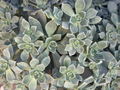 Aeonium Haworthii Succulent Cuttings 4 Pieces Unrooted Aeonium Plant for Propagation Container Growing