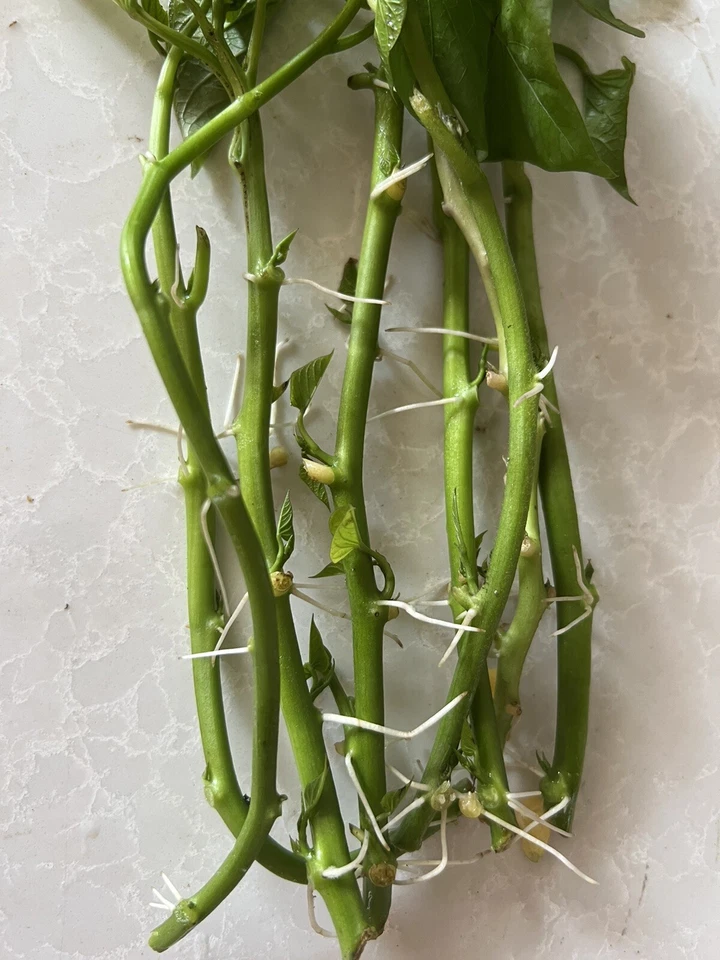Sweet Potato Slips – 8 Rooted Vine Cuttings – Live Plant Slips Ready for Planting