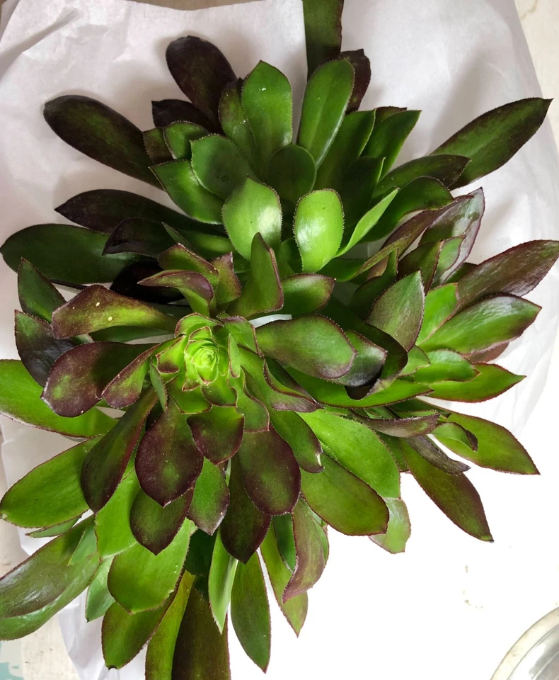 Aeonium Merlot Succulent Cuttings – 5 Live Purple Rosettes with Green Center for Planting