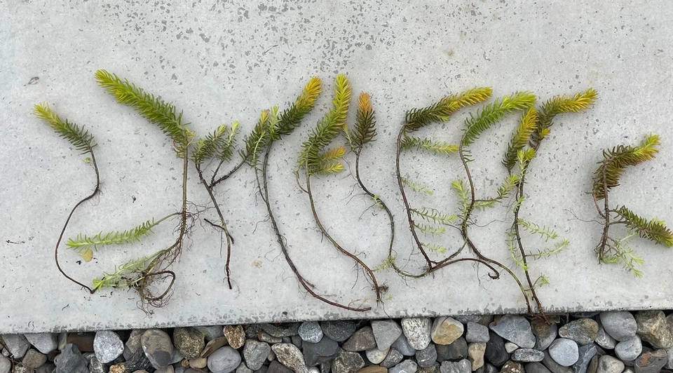 Sedum Angelina Cuttings – 10 Live Unrooted Stonecrop Cuttings, Yellow Green Ground Cover Plant for Growing