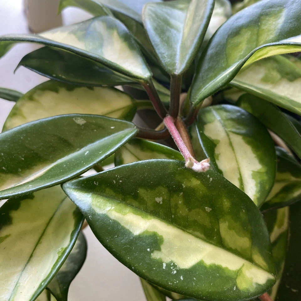 Hoya Krimson Princess Cuttings – 2 Unrooted Hoya carnosa Cuttings 3 Inches Long, Variegated Houseplant
